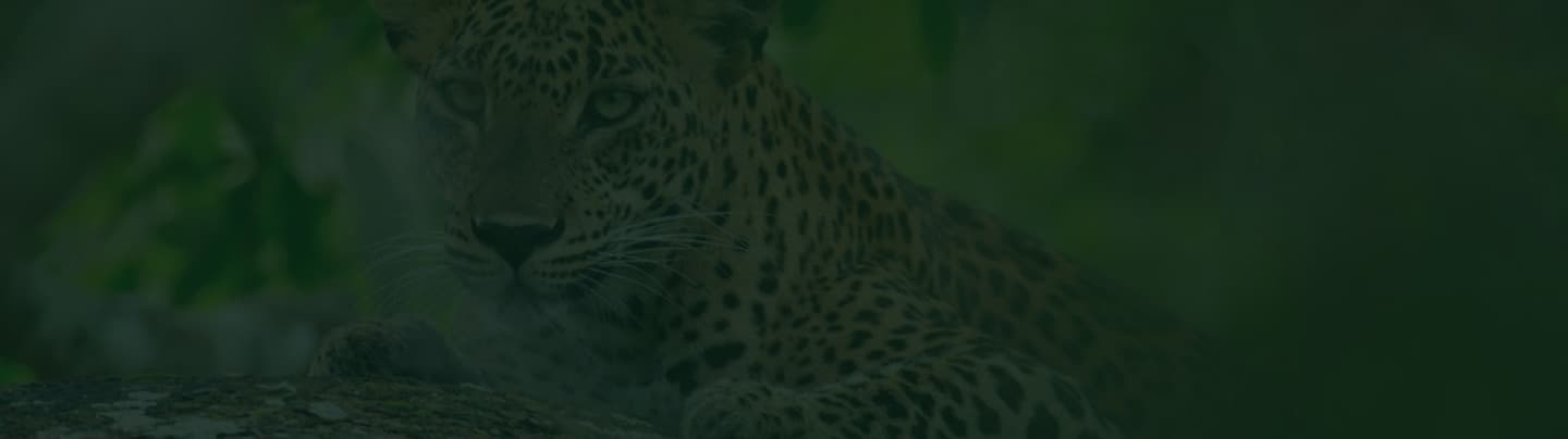 Yala National Park Safari Adventure and Luxury Villa Landscape