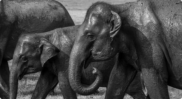 Luxury Villa Stay near Yala National Park Entrance