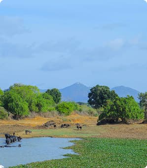 Serene landscape with trees and wildlife