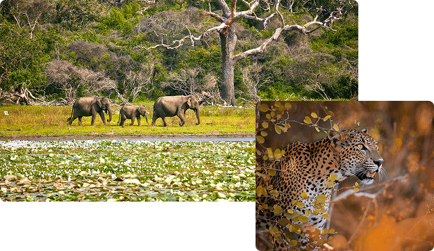 Yala National Park