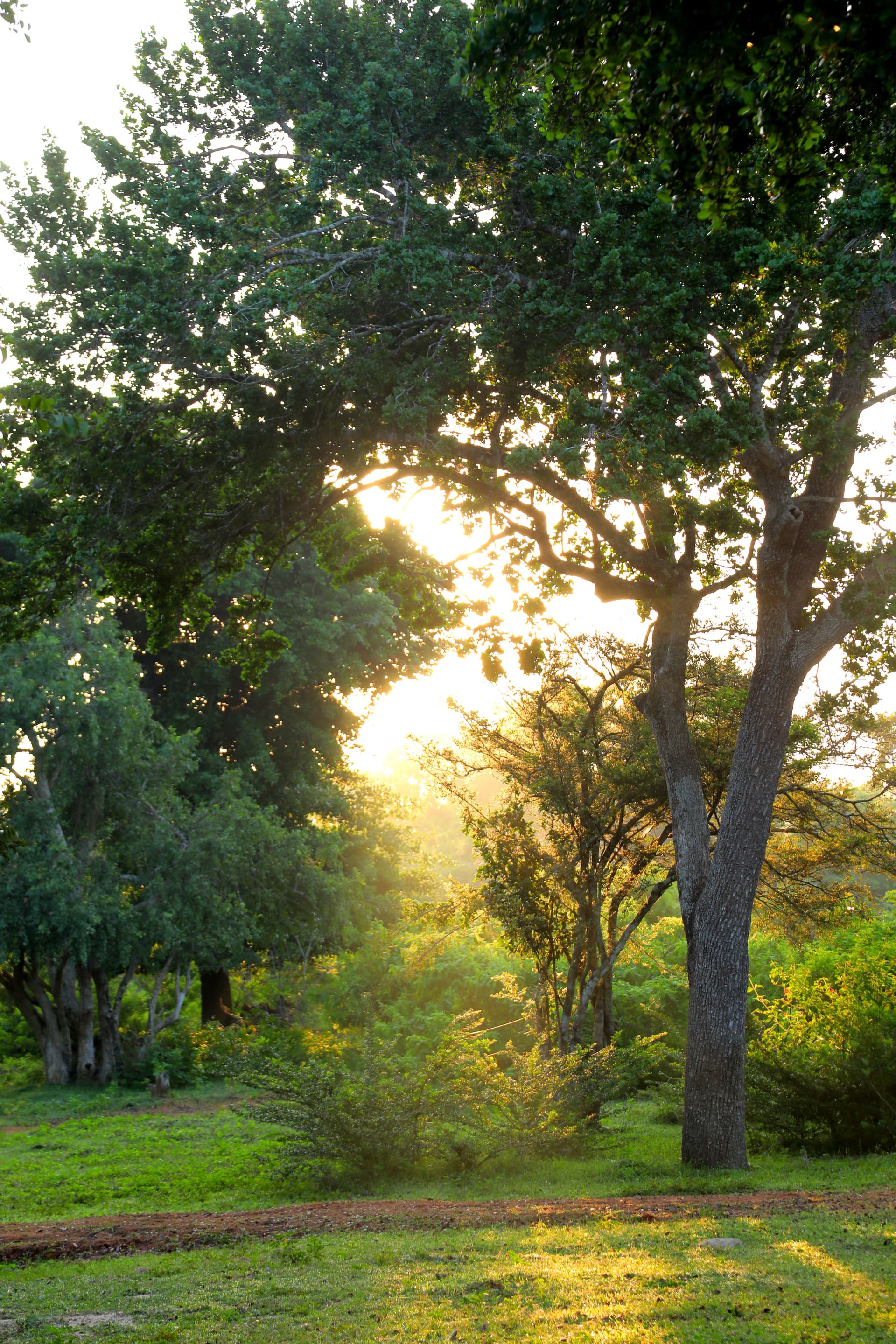 Golden sunrise casting warm light through the lush trees of Yala National Park — a magical moment outside your private villa.