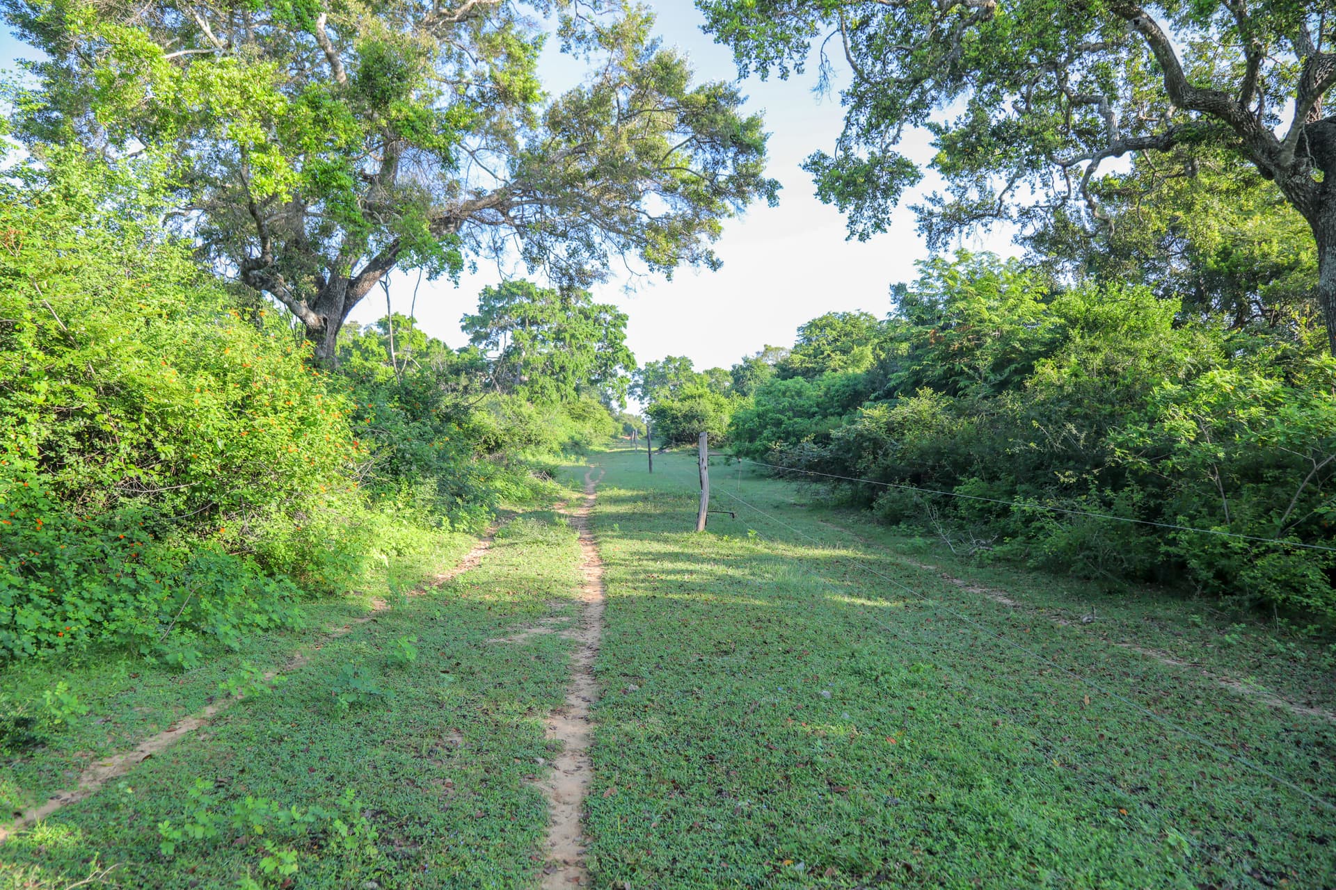 A wide open grassy safari road through the Yala bush under a vast blue sky — freedom at the heart of Sri Lanka.