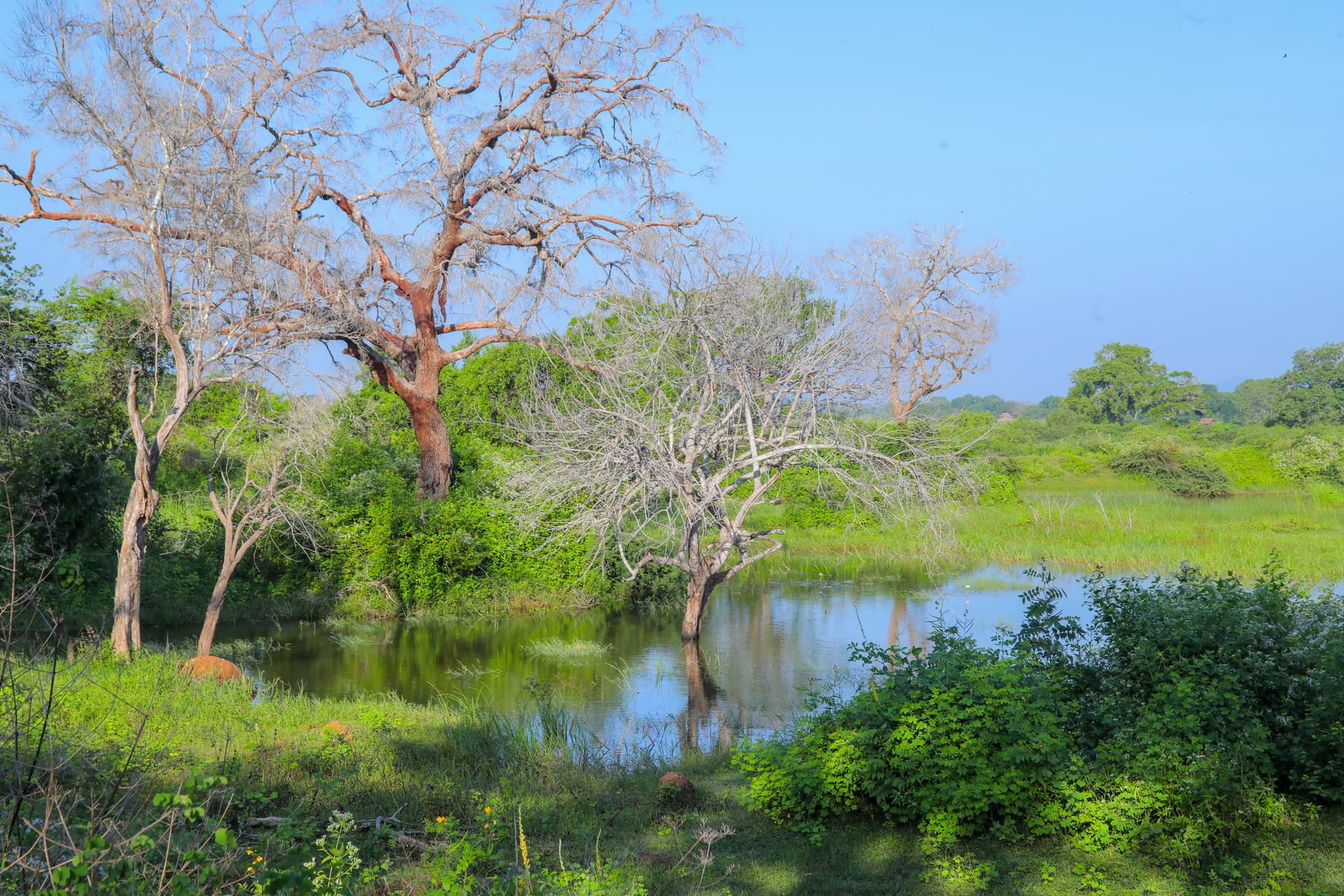 A serene wetland near the villa, with trees growing directly from calm water — nature untouched in its purest form.