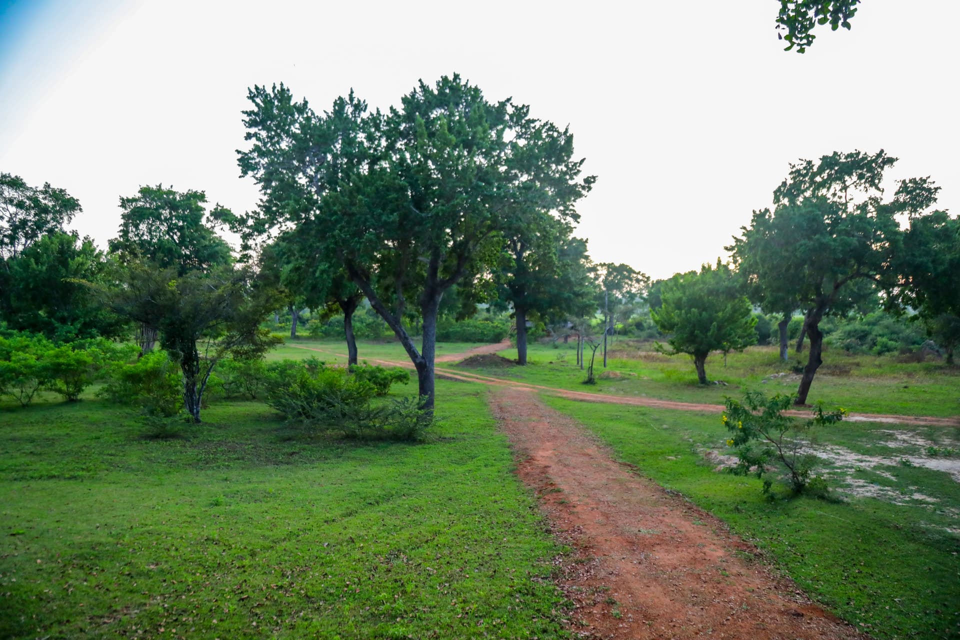 The two-storey Nature Win Yala cabana beautifully illuminated at dusk, nestled under the canopy of a magnificent tree.