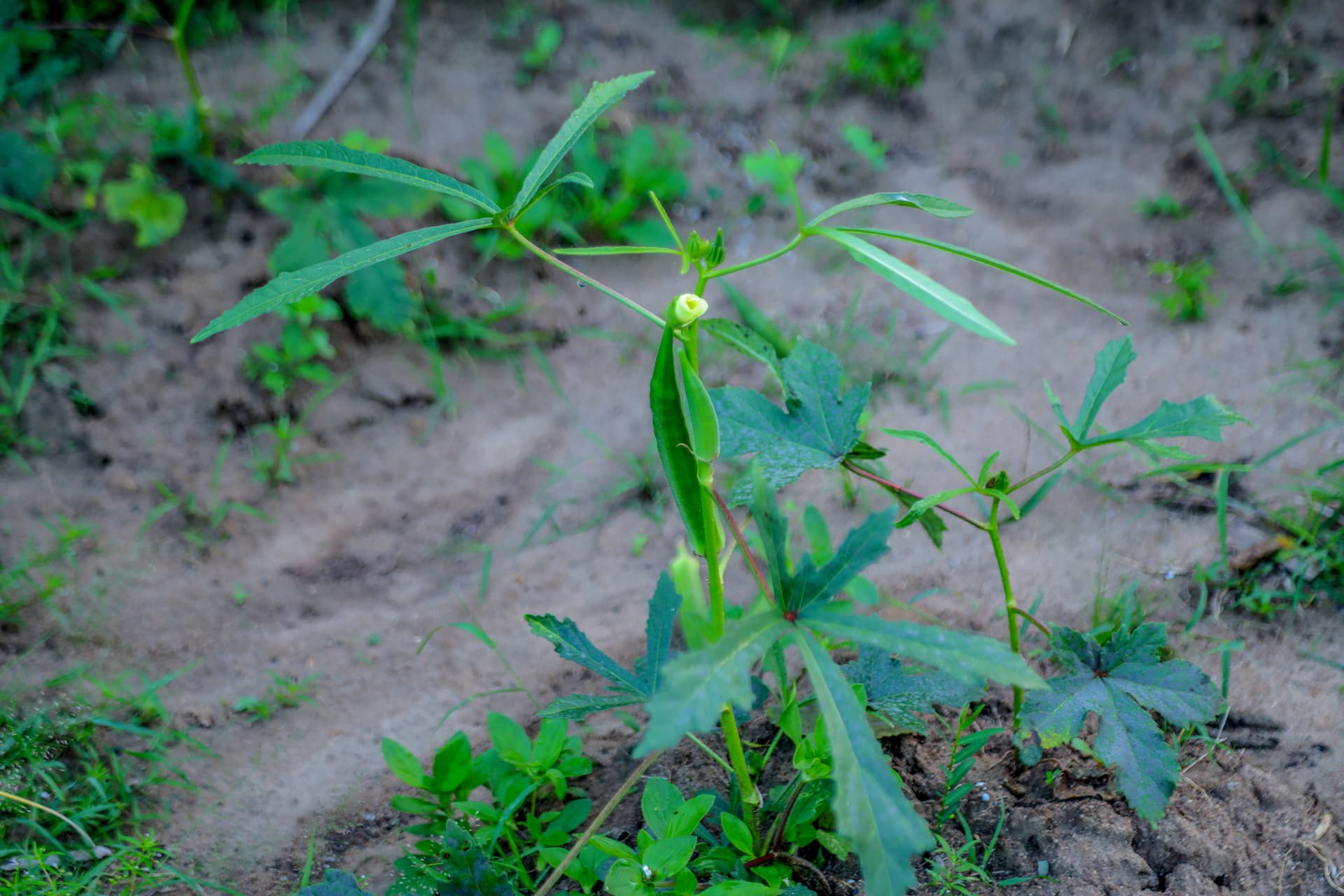 A bright twin bedroom flooded with natural light, windows opening to a lush green jungle view — your morning awakens to nature.