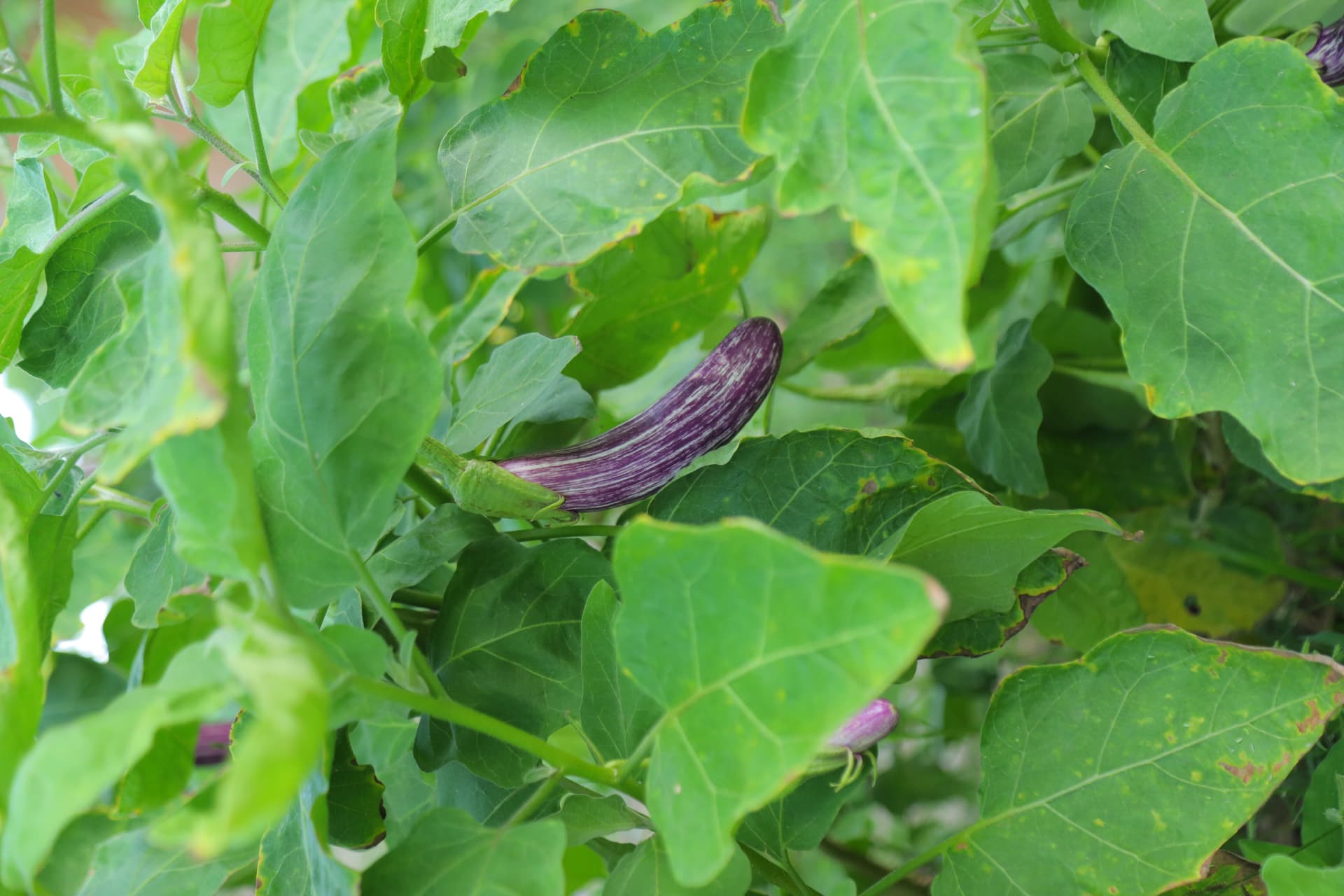 A close-up of a beautiful striped eggplant on the plant in the organic garden — farm-fresh produce at your doorstep.