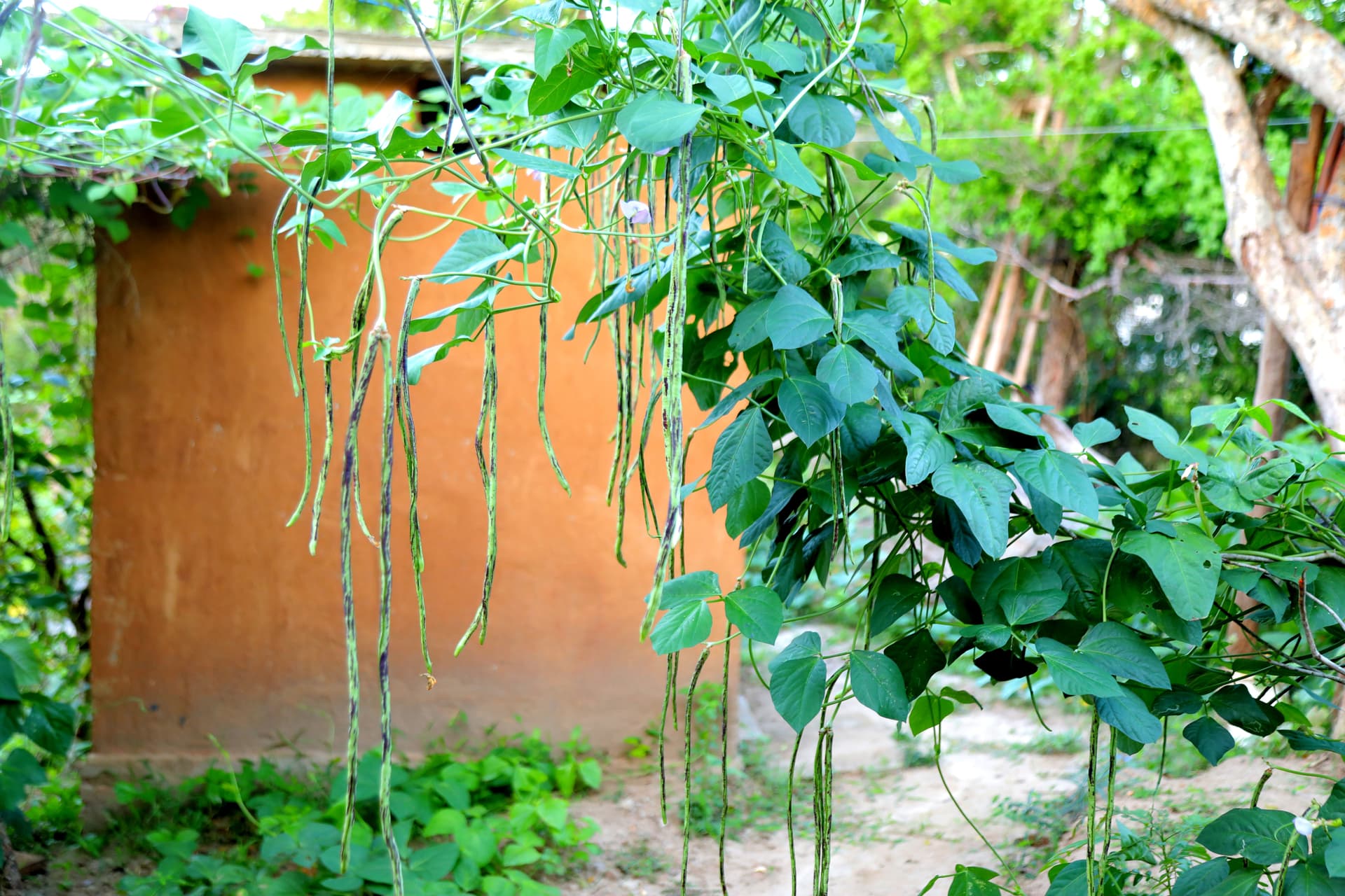Fresh yardlong beans hanging from a vine against the rustic clay walls — the organic bounty of the villa's kitchen garden.