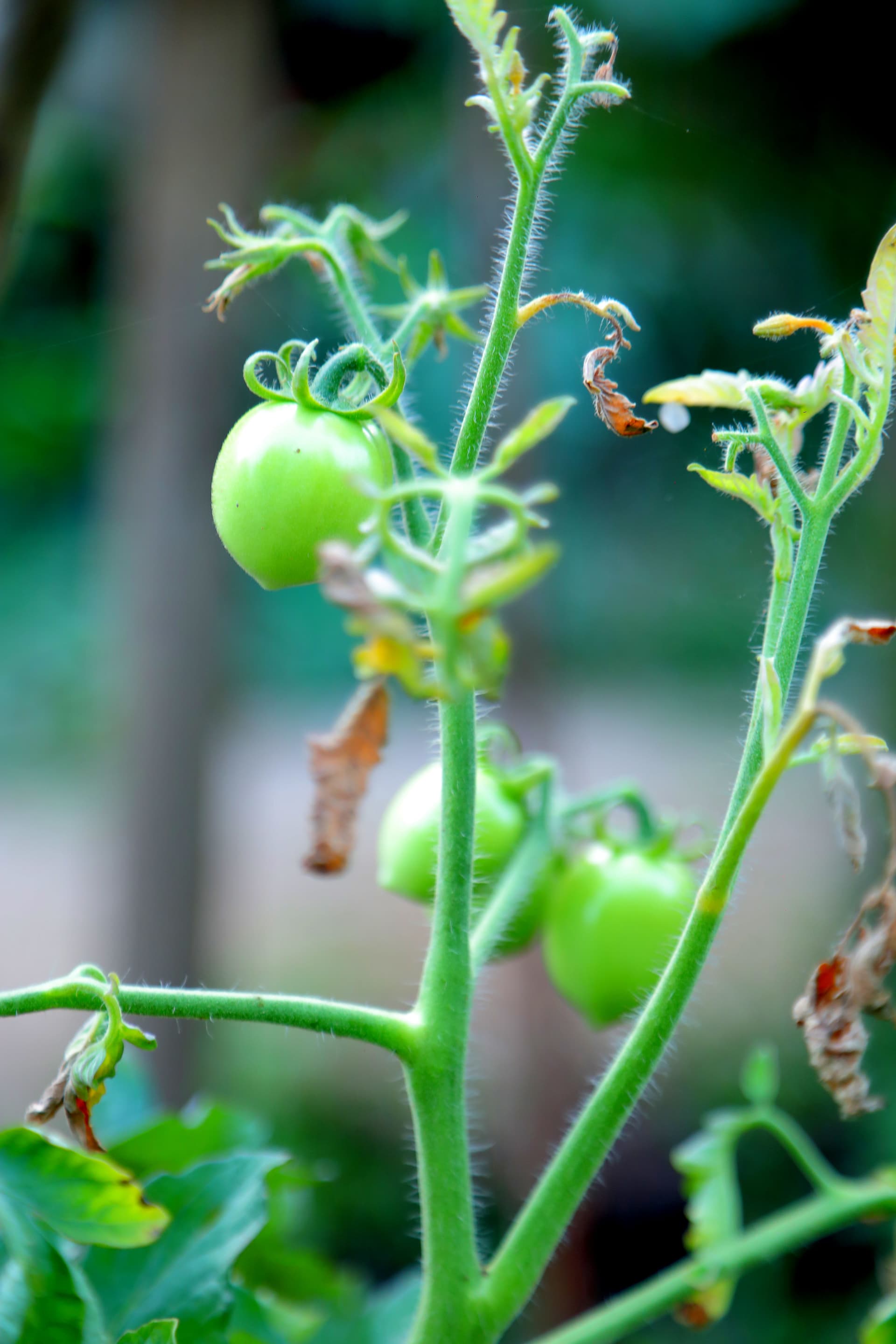 Small green tomatoes ripening on the vine in the private vegetable garden — our fresh, homegrown ingredients for your table.