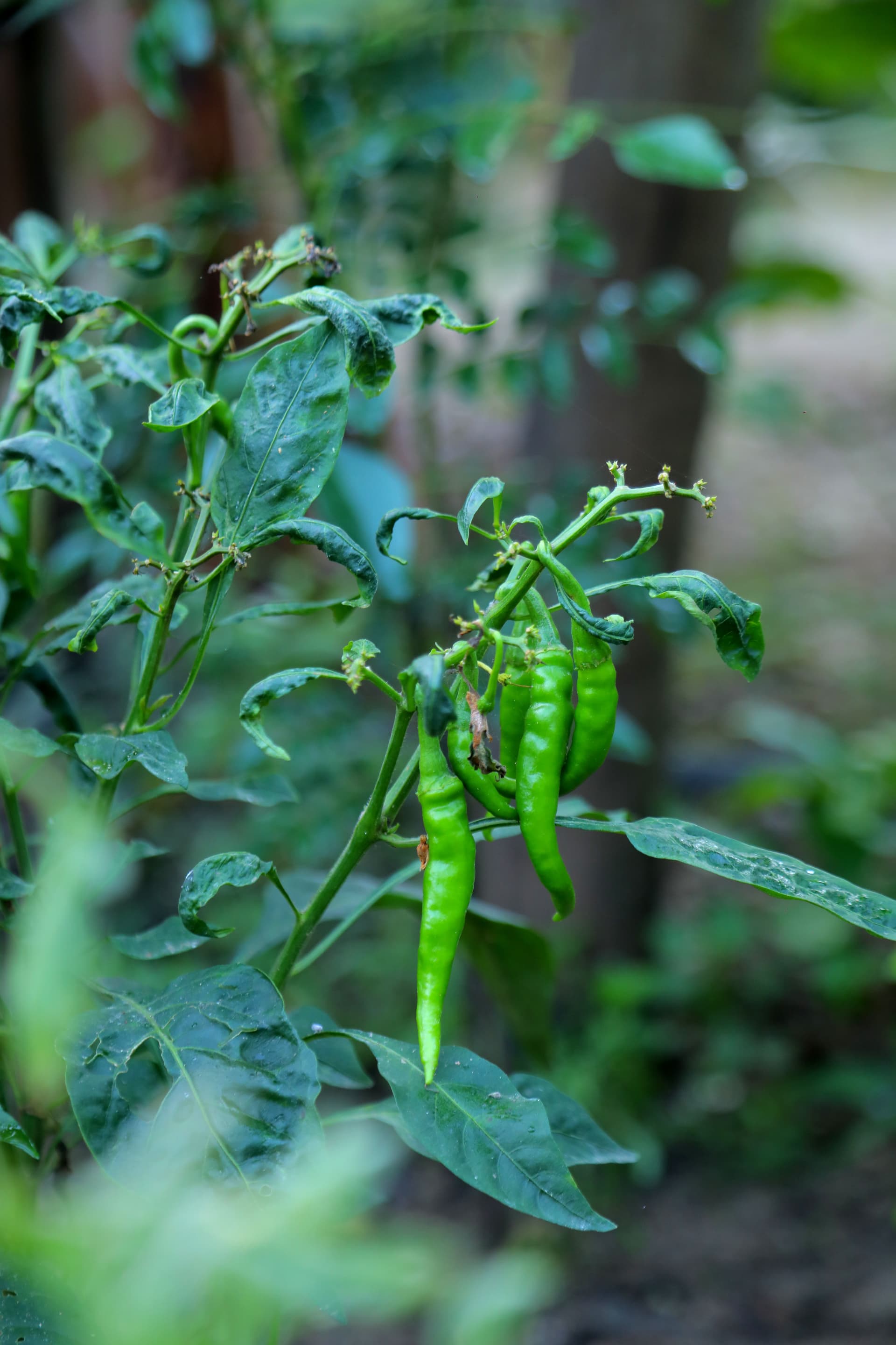Vibrant green chili plants thriving in the villa's garden — the foundation of authentic, fiery Sri Lankan cuisine.